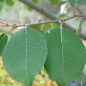 Salix caprea